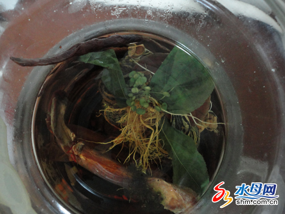 人參酒中開花 