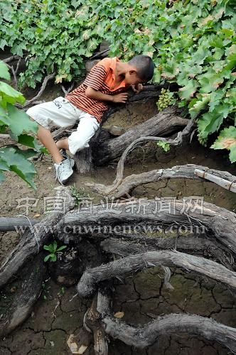 點擊放大