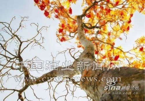 點擊放大