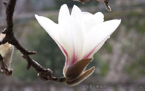 點擊放大