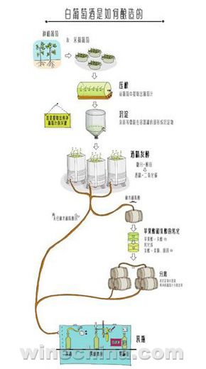 葡萄酒常識：白葡萄酒是如何釀成的？