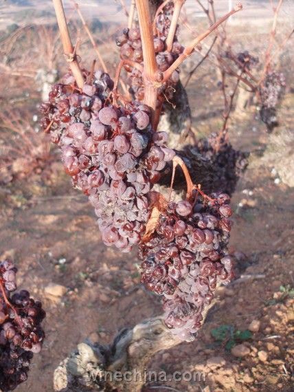 Bodegas Loli Casado酒莊1月份風(fēng)干的維尤拉（Viura ）葡萄