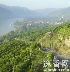 加州葡萄園