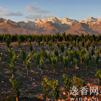 阿根廷葡萄酒