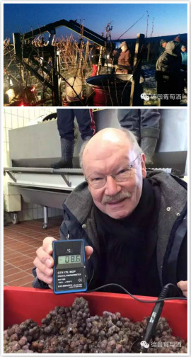 德國2015年份冰酒采收季正式開始