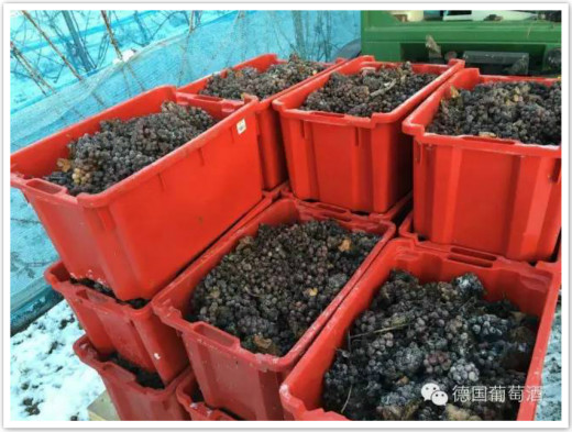 德國2015年份冰酒采收季正式開始