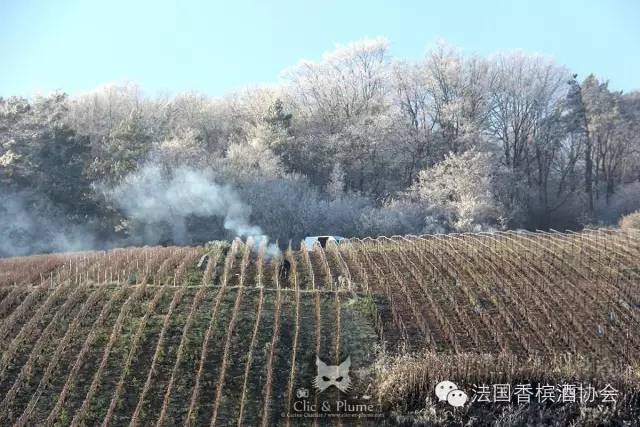 2016香檳葡萄園開啟第一剪 